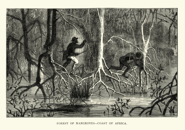 非洲海岸红树林景色，19世纪图片下载