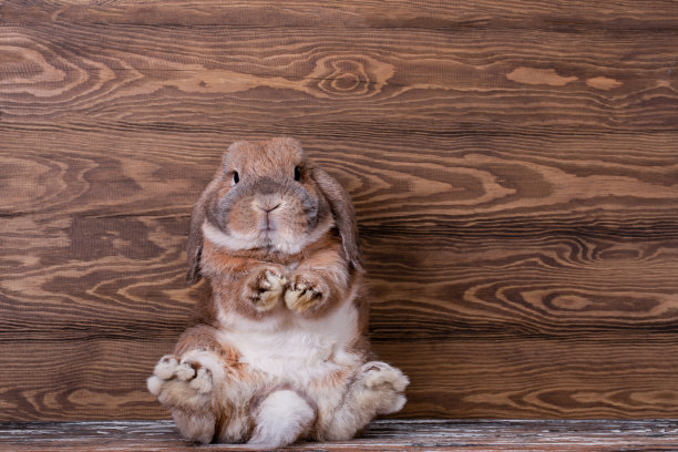 装饰垂耳兔迷你垂耳。可爱的小兔子。图片下载