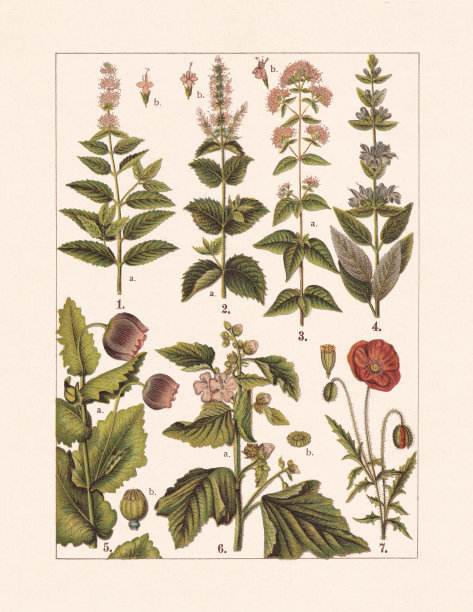 药用和有用植物，彩色印刷，1900年出版图片下载