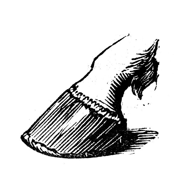 古董雕刻插图:蹄图片下载