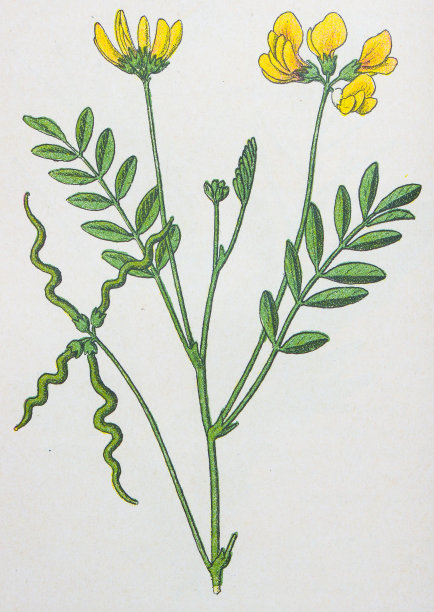 古董植物学插图:马蹄铁，海马体图片下载