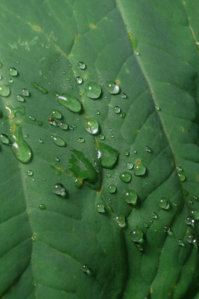 芋头叶与水从雨滴绿色特写细节纹理微距摄影背景图片下载