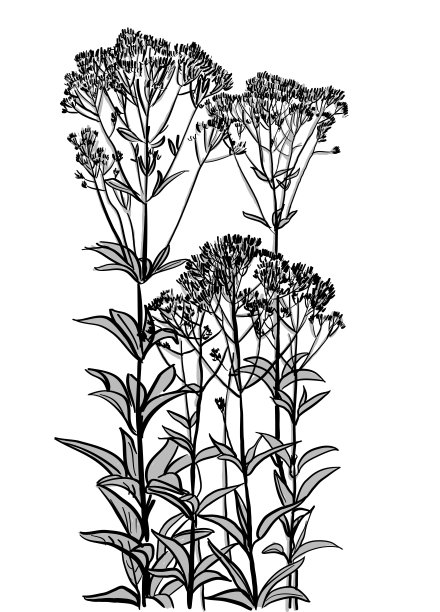 野花蓬勃发展图片下载