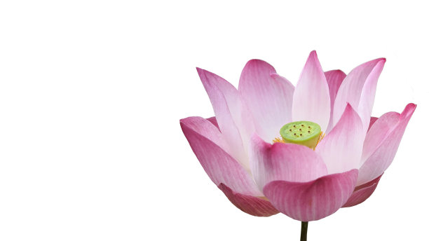 莲花与复制空间隔离图片下载