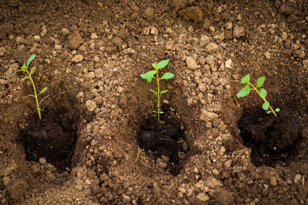 减少花园。园艺的爱好。种植金鱼草幼苗。用切花美化后院。图片下载