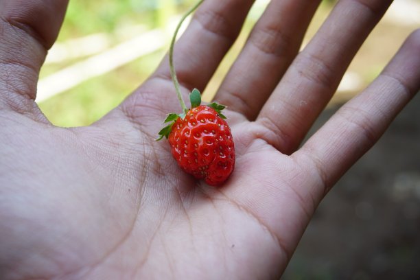 蔬菜和水果谷物的库存照片图片下载