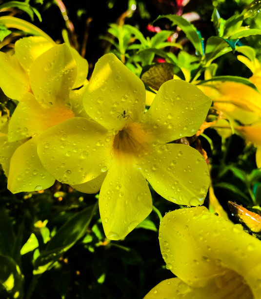 在我的前花园美丽的花图片下载