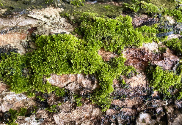 绿色苔藓纹理在树的背景图片下载