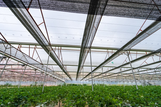 水培草莓农场。水培法种植植物的库存照片，在水中，没有土壤图片下载