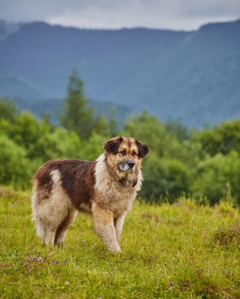罗马尼亚牧羊犬站在田野上图片下载