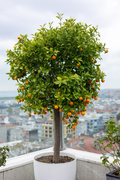 花盆里的桔子树。很多桔子的果实。小橘子在树上。图片下载