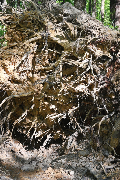 暴露的树根图片下载