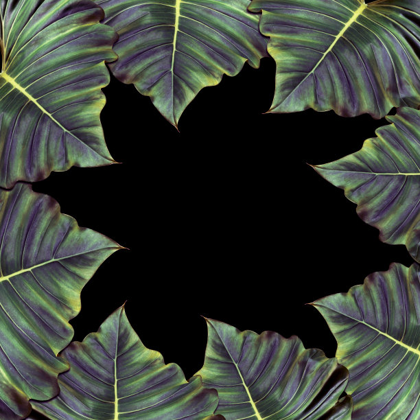 绿叶图案为自然概念，热带树叶纹理背景图片下载