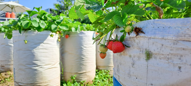 树上有成熟的有机草莓。图片下载