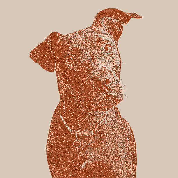 拉布拉多混合寻回犬希望被收养图片下载