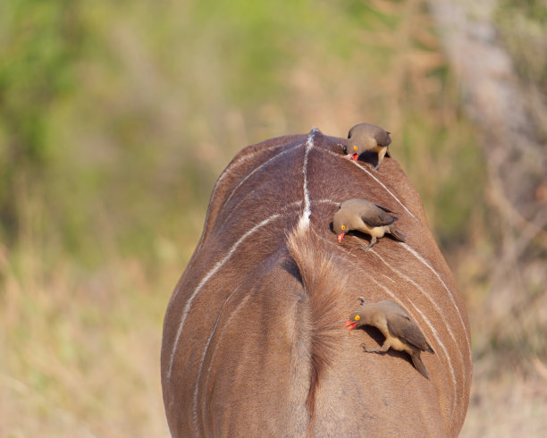 博茨瓦纳乔贝国家公园中，红嘴牛椋鸟（Buphagus erythrorhynchus）站在非洲大羚羊背上的特写照片图片下载