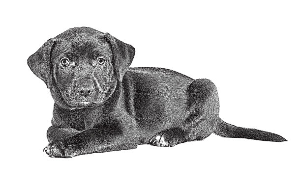 拉布拉多寻回犬小狗图片下载