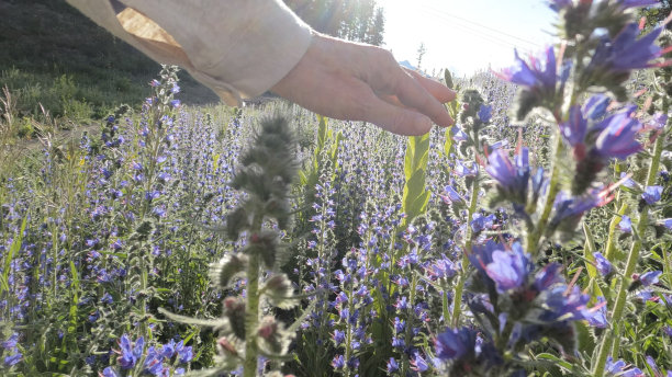 女人的手伸向野花图片下载