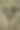 快乐的流浪者:一只黑白相间的流浪狗图片下载