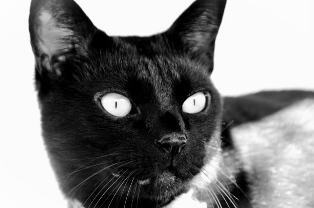 太阳下黑猫的脸图片下载