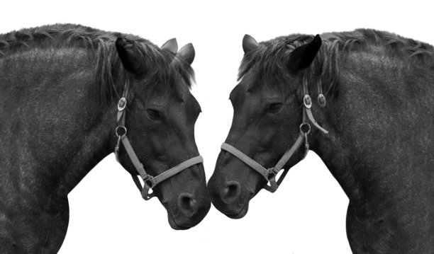 黑色夫妇马特写脸在黑色背景图片下载