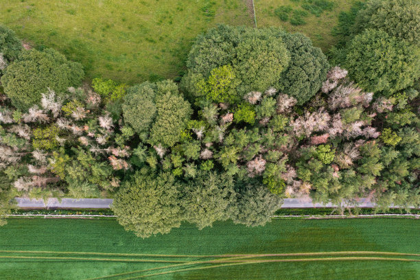 乡村公路旁落叶树梢的鸟瞰图图片下载