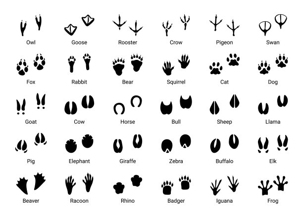 动物的足迹不同的黑色轮廓图片下载