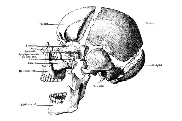 带标签的人类头骨图片下载
