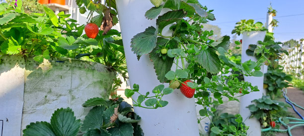 树上有成熟的有机草莓。图片下载