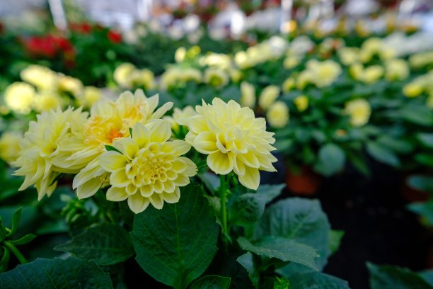 温室里的黄花。小的家族生意。图片下载