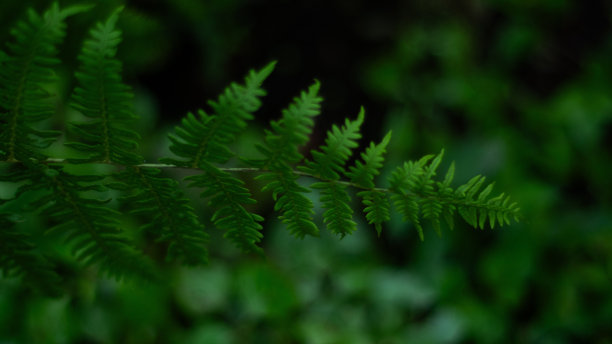 热带蕨类背景，复制空间图片下载