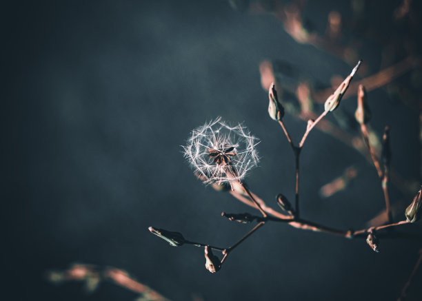 审美蒲公英图片下载