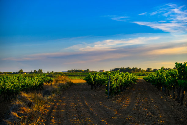 葡萄园景观图片下载