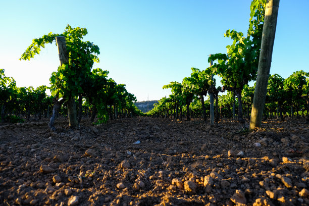 葡萄园行图片下载