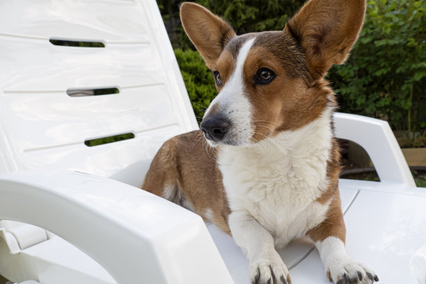 狗。威尔士柯基彭布罗克。可爱的纯种狗。宠物。动物主题图片下载