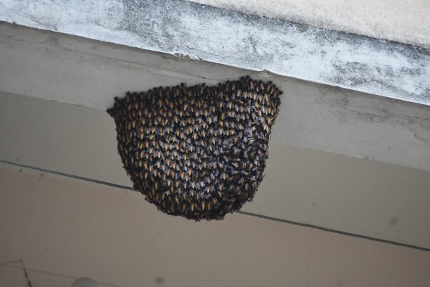 墙上的蜂巢。图片下载
