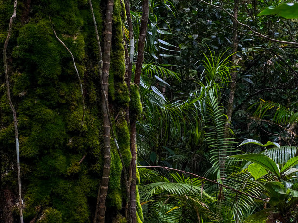 热带雨林图片下载