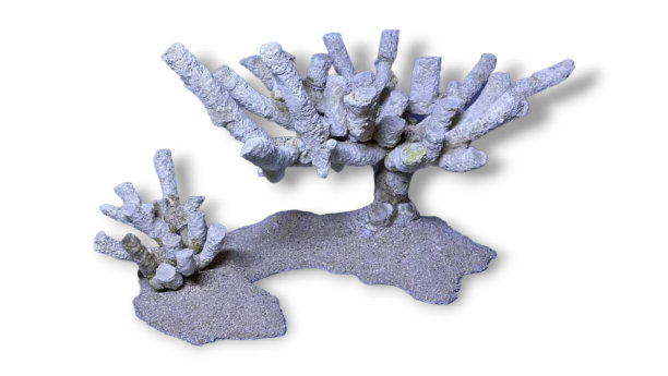 死珊瑚被用作盆景装饰图片下载