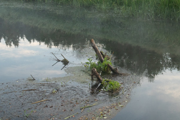 河畔绿洲:野生河岸繁茂的植物图片下载