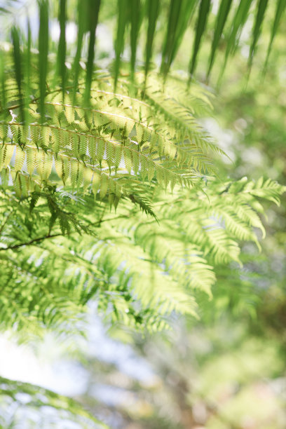 2023年夏天南佛罗里达州的热带树木和植物图片下载