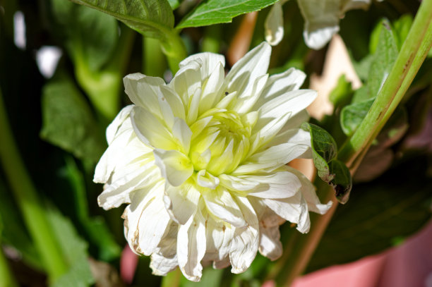 大丽花的分离花图片下载