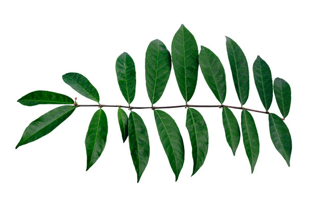 绿叶植物。孤立在白色背景上的叶的分枝。图片下载