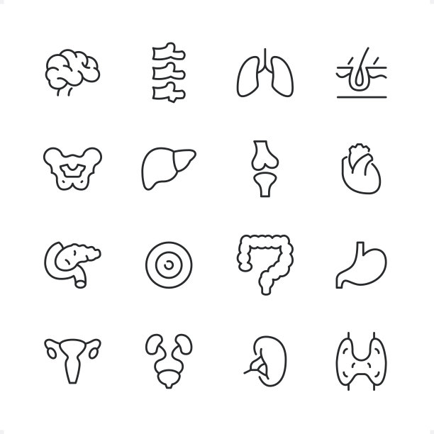 内部器官-像素完美的线图标设置，可编辑笔画重量。图片下载