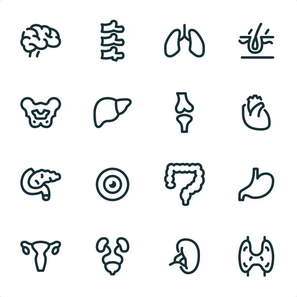 内脏器官 - 像素完美单色线条图标图片下载