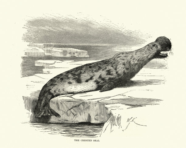 北大西洋海洋生物图片下载