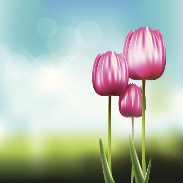 郁金香景观图片下载