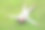快乐的亚洲女孩躺在绿色的草坪上。快乐的孩子躺在草地上看着镜头。图片下载