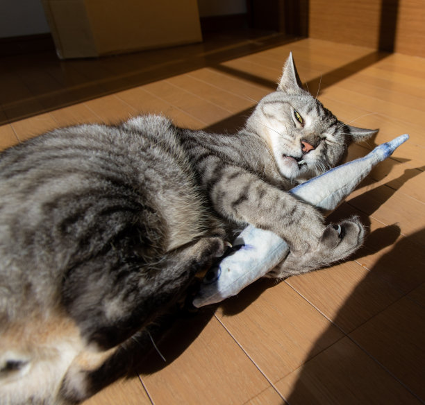 猫玩玩具图片下载