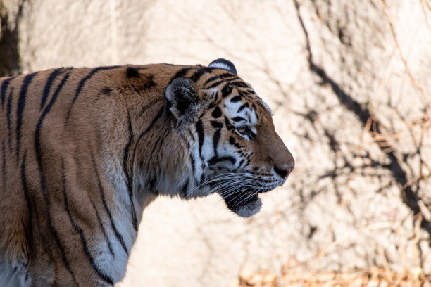 阿穆尔虎图片下载