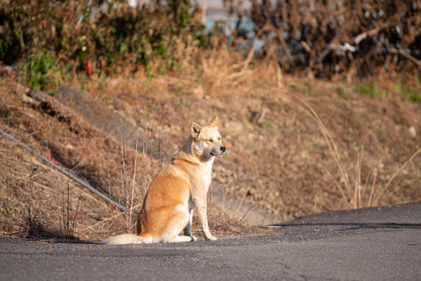 坐着的狗图片下载